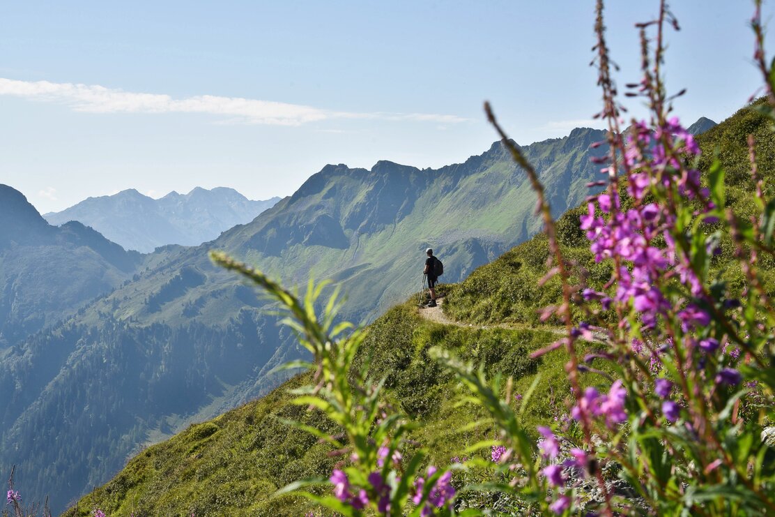 Ein Mann spaziert den Panoramaweg zum Wiedersberger Horn entlang , im Vordergrund fokussiert lilafarbene Blumen, im Hintergrund die schöne Bergkulisse  | © Alpbachtal Tourismus 