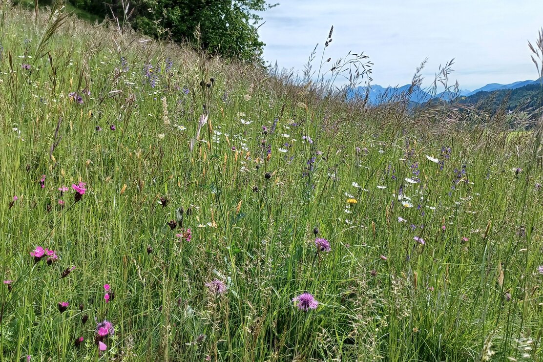 Blumenwiese oberhalb vom Pulvererhof | © Renate Doppelbauer