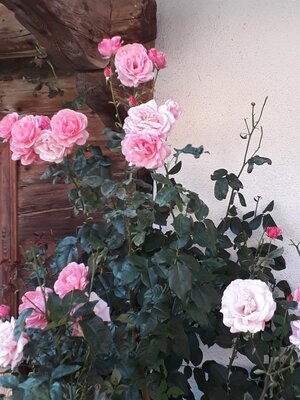 Rosen in unserem Garten - Kopie (2) | © Fam. Schwarzenauer