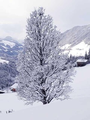 Winterstimmung | © Fam. Schwarzenauer