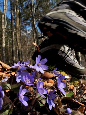 Wandern in Kramsach | © Alpbachtal Tourismus / Berger Bernhard