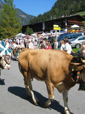 Almabtrieb in Brandenberg | © Hotel Neuwirt