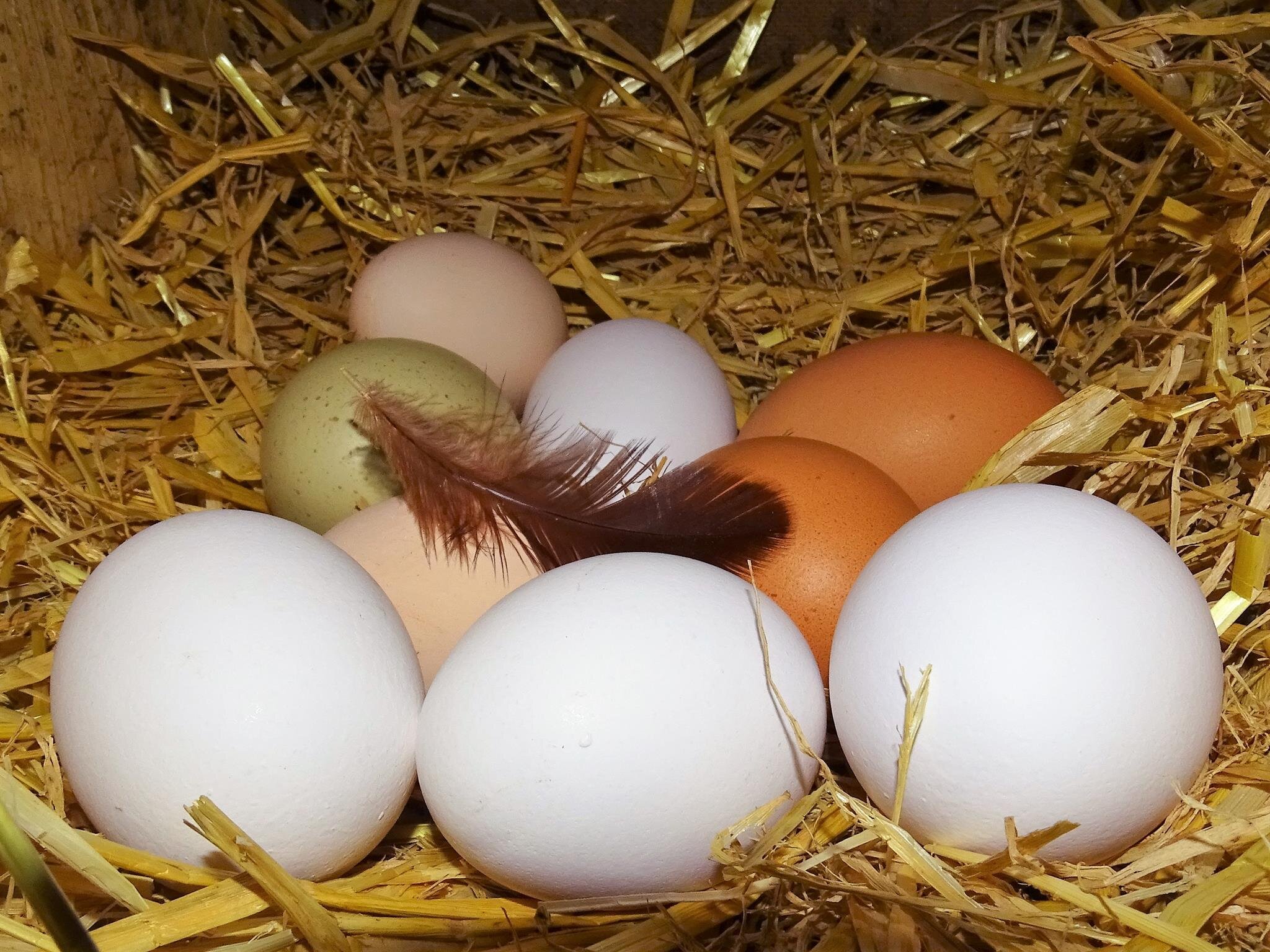 Frühstückseier vom Oberhaslachhof | © Oberhaslachhof